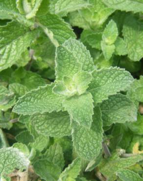 Fotografia 11 da espécie Mentha spicata no Jardim Botânico UTAD