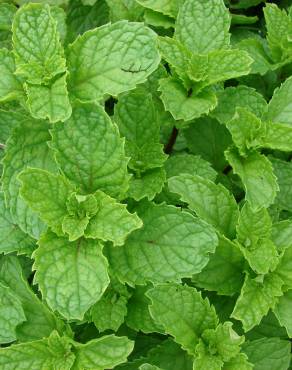 Fotografia 12 da espécie Mentha spicata no Jardim Botânico UTAD