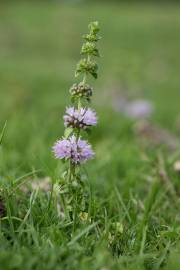 Fotografia da espécie Mentha pulegium