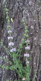 Fotografia da espécie Mentha pulegium