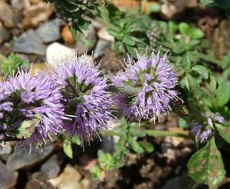 Fotografia da espécie Mentha pulegium