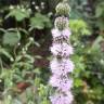 Fotografia 5 da espécie Mentha pulegium do Jardim Botânico UTAD