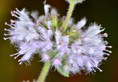 Fotografia da espécie Mentha pulegium