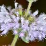 Fotografia 6 da espécie Mentha pulegium do Jardim Botânico UTAD