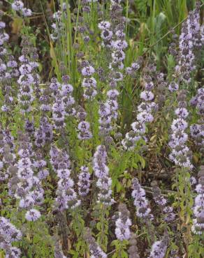 Fotografia 7 da espécie Mentha pulegium no Jardim Botânico UTAD