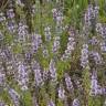 Fotografia 7 da espécie Mentha pulegium do Jardim Botânico UTAD