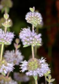 Fotografia da espécie Mentha pulegium