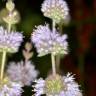 Fotografia 8 da espécie Mentha pulegium do Jardim Botânico UTAD