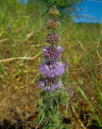 Fotografia de capa Mentha pulegium - do Jardim Botânico