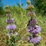 Fotografia 9 da espécie Mentha pulegium do Jardim Botânico UTAD