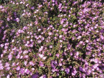 Fotografia da espécie Mesembryanthemum crystallinum