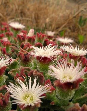 Fotografia 7 da espécie Mesembryanthemum crystallinum no Jardim Botânico UTAD