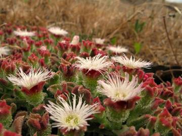 Fotografia da espécie Mesembryanthemum crystallinum