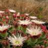 Fotografia 7 da espécie Mesembryanthemum crystallinum do Jardim Botânico UTAD