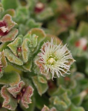 Fotografia 8 da espécie Mesembryanthemum crystallinum no Jardim Botânico UTAD