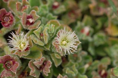 Fotografia da espécie Mesembryanthemum crystallinum