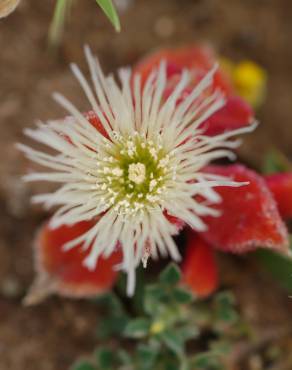 Fotografia 9 da espécie Mesembryanthemum crystallinum no Jardim Botânico UTAD