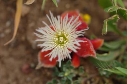 Fotografia da espécie Mesembryanthemum crystallinum