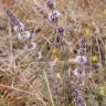 Fotografia 11 da espécie Mentha pulegium do Jardim Botânico UTAD