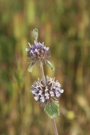 Fotografia da espécie Mentha pulegium