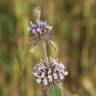 Fotografia 12 da espécie Mentha pulegium do Jardim Botânico UTAD