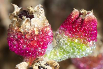 Fotografia da espécie Mesembryanthemum crystallinum