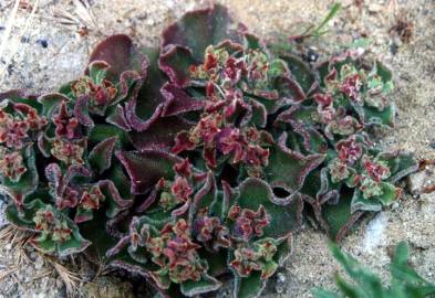 Fotografia da espécie Mesembryanthemum crystallinum