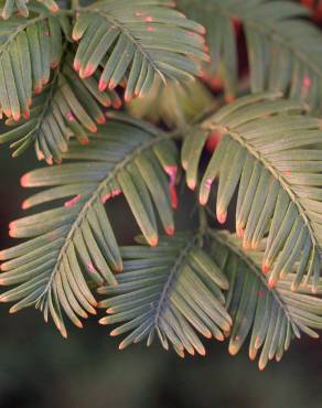 Fotografia 6 da espécie Metasequoia glyptostroboides no Jardim Botânico UTAD