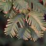 Fotografia 6 da espécie Metasequoia glyptostroboides do Jardim Botânico UTAD