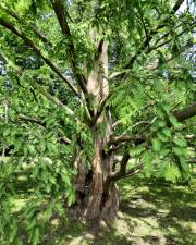 Fotografia da espécie Metasequoia glyptostroboides