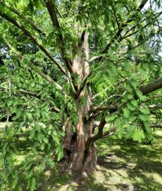 Fotografia da espécie Metasequoia glyptostroboides