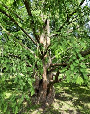 Fotografia 1 da espécie Metasequoia glyptostroboides no Jardim Botânico UTAD