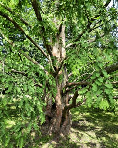 Fotografia de capa Metasequoia glyptostroboides - do Jardim Botânico