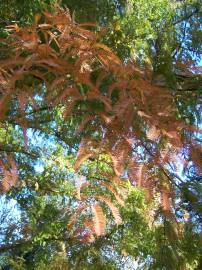 Fotografia da espécie Metasequoia glyptostroboides