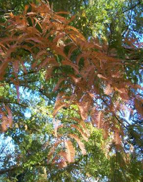 Fotografia 7 da espécie Metasequoia glyptostroboides no Jardim Botânico UTAD