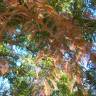Fotografia 7 da espécie Metasequoia glyptostroboides do Jardim Botânico UTAD