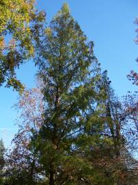 Fotografia da espécie Metasequoia glyptostroboides