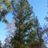 Fotografia 8 da espécie Metasequoia glyptostroboides do Jardim Botânico UTAD