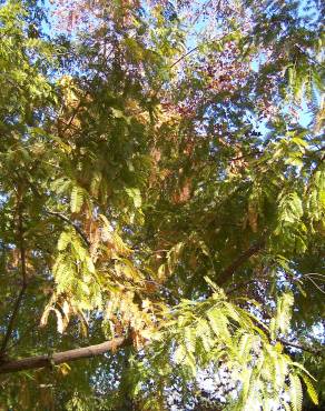 Fotografia 9 da espécie Metasequoia glyptostroboides no Jardim Botânico UTAD