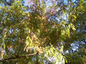 Fotografia da espécie Metasequoia glyptostroboides