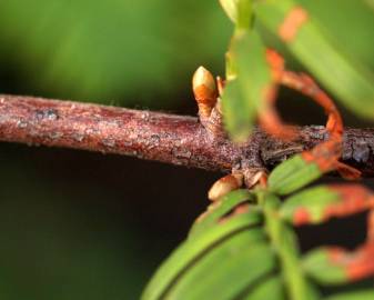 Fotografia da espécie Metasequoia glyptostroboides