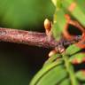 Fotografia 10 da espécie Metasequoia glyptostroboides do Jardim Botânico UTAD