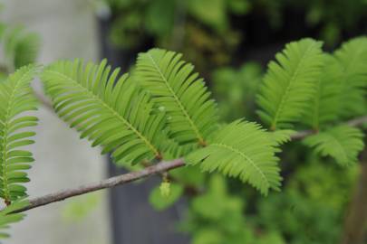 Fotografia da espécie Metasequoia glyptostroboides