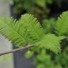 Fotografia 11 da espécie Metasequoia glyptostroboides do Jardim Botânico UTAD