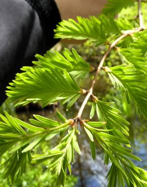 Fotografia 12 da espécie Metasequoia glyptostroboides no Jardim Botânico UTAD
