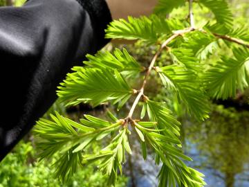 Fotografia da espécie Metasequoia glyptostroboides