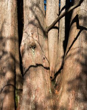 Fotografia 13 da espécie Metasequoia glyptostroboides no Jardim Botânico UTAD