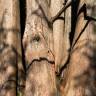 Fotografia 13 da espécie Metasequoia glyptostroboides do Jardim Botânico UTAD