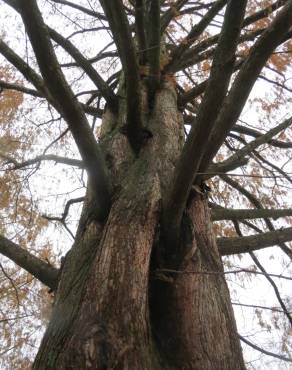 Fotografia 14 da espécie Metasequoia glyptostroboides no Jardim Botânico UTAD