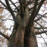 Fotografia 14 da espécie Metasequoia glyptostroboides do Jardim Botânico UTAD